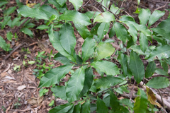 Strophanthus divaricatus