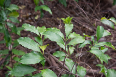 Strophanthus divaricatus