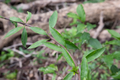 Strophanthus divaricatus
