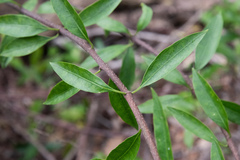 Strophanthus divaricatus