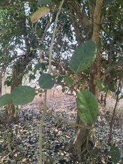 Ficus tinctoria
