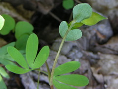 Corydalis intermedia