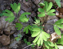 Corydalis intermedia
