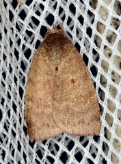 Austrocarea iocephala