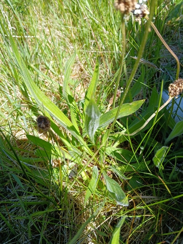 ribwort plantain