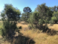 Melaleuca irbyana