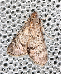 Enchesphora streptomela