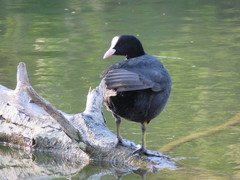 Fulica atra