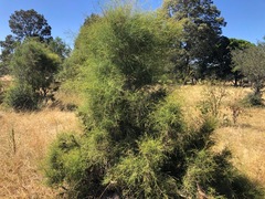 Melaleuca irbyana