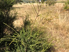 Melaleuca irbyana