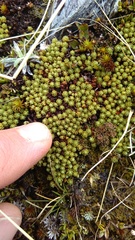 Kelleria croizatii