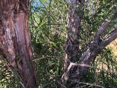 Melaleuca irbyana