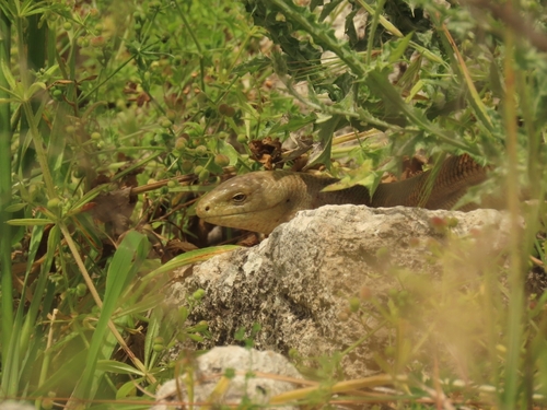European Glass Lizard