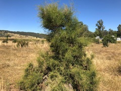 Melaleuca irbyana