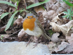 Erithacus rubecula