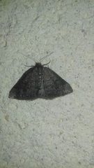 Aleucis distinctata