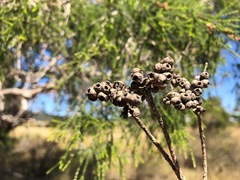 Melaleuca irbyana