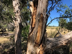 Melaleuca irbyana