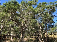 Melaleuca irbyana