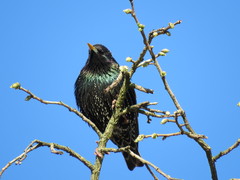 Sturnus vulgaris