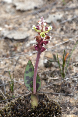 Lachenalia membranacea