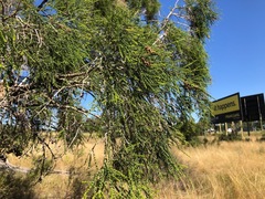 Melaleuca irbyana