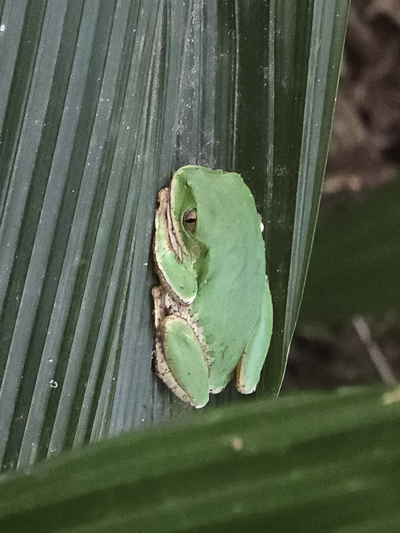Leptopelis natalensis (Smith, 1849)