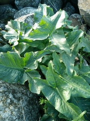 Arum palaestinum