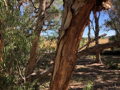 Melaleuca irbyana