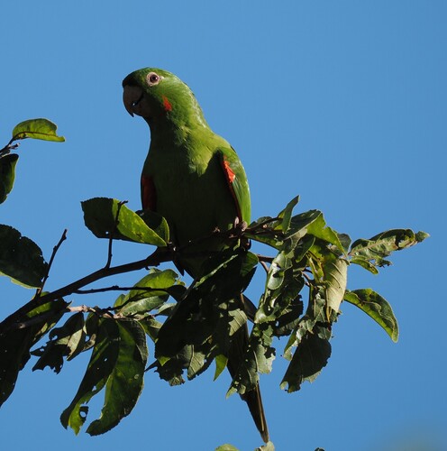 White-eyed Parakeet