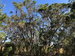 Melaleuca irbyana