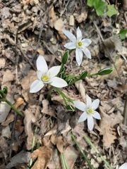 Ornithogalum umbellatum