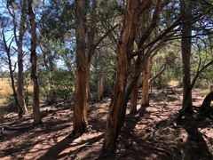 Melaleuca irbyana