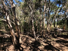 Melaleuca irbyana