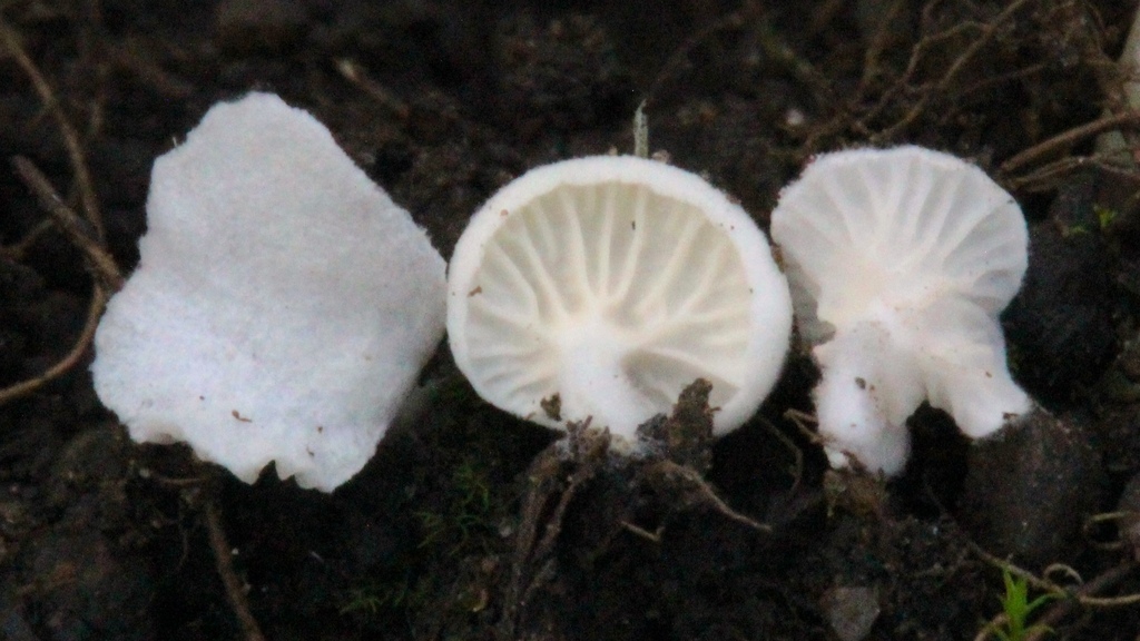 Clitopilus sp. 'ID01'