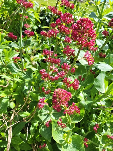 Red Valerian