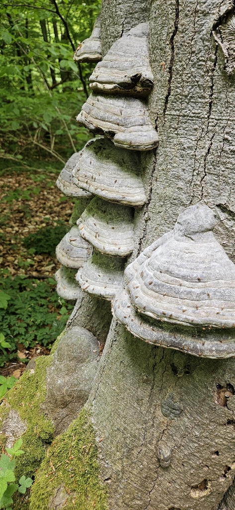 Fomes fomentarius · May 2026 · photo: © run4 (iNaturalist, cc-by)