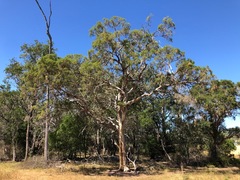 Melaleuca irbyana