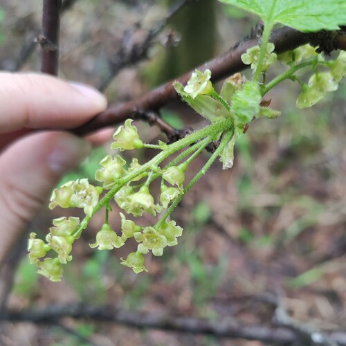 Currant (Ribes spicatum)