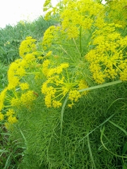 Prangos ferulacea