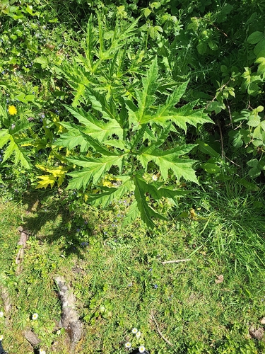 Giant Hogweed
