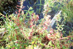 Laurembergia repens