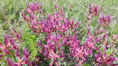 Montpellier Milkvetch