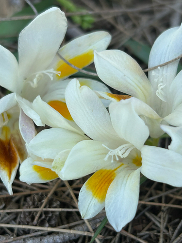 Freesia caryophyllacea, photograph 1