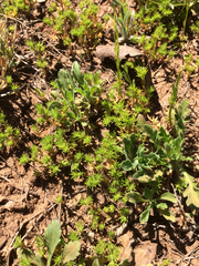 Loeflingia squarrosa