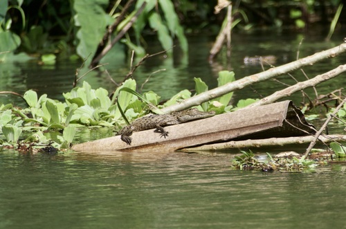 American Crocodile observed by rebeccath
