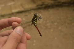 Protorthemis celebensis