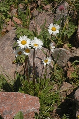 Tanacetum richterioides