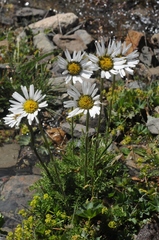 Tanacetum richterioides