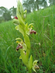 Ophrys umbilicata